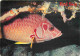 Animaux - Poissons - Mer Rouge - Red Sea - Squirrel Fish - CPM - Voir Scans Recto-Verso - Pesci E Crostacei