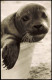 Ansichtskarte Juist Junger Seehund Badewanne Bin Ich Kapitän 1965 - Juist