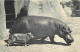 Animaux - Hippopotames - Parc Zoologique Du Bois De Vincennes - Zoo - CPSM Format CPA - Carte Neuve - Voir Scans Recto-V - Flusspferde
