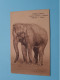 EHEPHAS Indicus - Olifant ( Edit.: W 78/15 Holland ) Anno 19?? ( Zie / Voir Scans ) ! - Elefanti