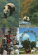 LOT DE 81 CARTES MODERNES ANIMAUX GRAND NORD, AFRIQUE,  PANDAS, CHEVAUX, OISEAUX, ANIMAUX DE LA FERME..... - 5 - 99 Postcards