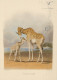 JIRAFA Animales Vintage Tarjeta Postal CPSM #PBS946.A - Jirafas