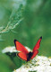 FARFALLA Animale Vintage Cartolina CPSM #PBS452.A - Butterflies