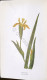 Delcampe - C. A. Johns - Flowers Of The Field - Ed. 1949 - Autres & Non Classés