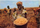 Fernando Po - Récolte Des Cacahuètes - Guinée Equatoriale