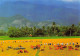 La Saison Des Récoltes à An Giang - Vietnam