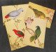 Taiwan National Palace Museum Bird Manual 1999 Chinese Ancient Painting Flower Tree Birds Parrot (postcard) MNH - Covers & Documents