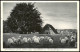 Ansichtskarte .Niedersachsen Lüneburger Heide, Schafe Und Hütte 1928 - Lüneburger Heide