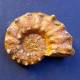 #EUASPIDOCERAS Sp. Ammonite, Jura (Sibirien, Russland) - Fósiles