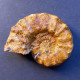 #EUASPIDOCERAS Sp. Ammonite, Jura (Sibirien, Russland) - Fossielen