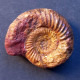 #KATROLICERAS CORROYI Ammonite, Jura (Madagaskar) - Fossils