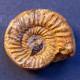 #KATROLICERAS ZITTELI Ammonite, Jura (Madagaskar) - Fósiles