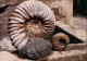 Delcampe - Lot De 30 Photos En Géologie     AMMONITES Diverses - Fossils