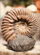 Delcampe - Lot De 30 Photos En Géologie     AMMONITES Diverses - Fossili