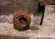 Delcampe - Lot De 30 Photos En Géologie     AMMONITES Diverses - Fossielen