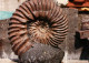 Delcampe - Lot De 30 Photos En Géologie     AMMONITES Diverses - Fossils