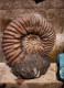Delcampe - Lot De 30 Photos En Géologie     AMMONITES Diverses - Fossiles