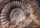 Delcampe - Lot De 30 Photos En Géologie     AMMONITES Diverses - Fósiles