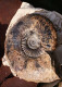 Delcampe - Lot De 30 Photos En Géologie     AMMONITES Diverses - Fossilien