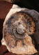 Delcampe - Lot De 30 Photos En Géologie     AMMONITES Diverses - Fossielen