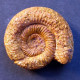 #ORIONOIDES LEHMANI Ammonite, Jura (Madagaskar) - Fossili