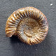 #PARAREINECKEIA HICKERSONENSIS Ammonite, Jura (Alaska, Vereinigte Staaten) - Fossili