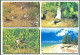 Delcampe - Lot Collection 13x Postcards Mauritius Island Rodrigues Íle Indian Ocean - Maurice