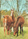 Animaux - Chevaux - En Pature - Flamme Postale De Nevers - Etat Pli Visible - CPM - Voir Scans Recto-Verso - Pferde