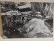 Cartolina Foto LUX Rovigo. Alluvione Novembre 1951. Villamarzana Mucche. FG - Rovigo