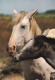 Jument Camargue Et Son Poulain Avec Cheval - Pferde