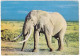 Faune Africaine Éléphant - Elefantes