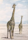 Faune Africaine Girafes - Giraffes