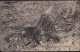 Gest. DSW Stachelschwein 1921, Bug 6cm, Eckabriß 3mm - Unclassified