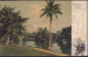 Gest. Singapur Botanischer Garten 1906 - Singapore