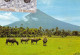 PHILIPPINES MAYON VOLCANO - Philippinen