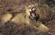 TH-ANIMAUX LION-N°T2907-A/0157 - Leeuwen