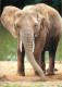Animaux - Eléphants - Zoo De La Flèche - Elephant D'Afrique - CPM - Carte Neuve - Voir Scans Recto-Verso - Elefanti