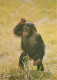 Animaux - Singes - Zoo Wroclaw - Chimpanzé - CPM - Carte Neuve - Voir Scans Recto-Verso - Singes