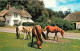 Animaux - Chevaux - New Forest Ponies - Poneys - Flamme Postale - CPM - Voir Scans Recto-Verso - Pferde