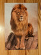 Postcard Hungary - Lion - Lions