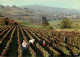 Vignes - Bourgogne - Vendangeurs Et Vendangeuses En Layottes Dans Un Beau Décor Bourguignon - Flamme Postale De Nuits St - Wijnbouw