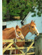 Animaux - Chevaux - Couple - CPM - Voir Scans Recto-Verso - Pferde