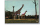 Réserve Africaine Du Château De THOIRY Zoo - Les GIRAFE  - Giraffes