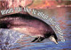 Animaux - Dauphins - CPM - Voir Scans Recto-Verso - Dauphins