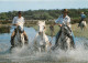 Animaux - Chevaux - CPM - Voir Scans Recto-Verso - Chevaux