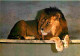 Animaux - Lions - La Flèche - Parc Zoologique Du Tertre Rouge - CPM - Voir Scans Recto-Verso - Leeuwen