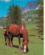 Animaux - Chevaux - Pouliche Et Son Poulain - En Pature - Montagnes - CPM - Voir Scans Recto-Verso - Chevaux