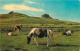 Animaux - Chevaux - Dartmoor Ponies - Haytor - Poneys - CPM - Voir Scans Recto-Verso - Pferde