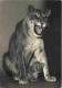 Animaux - Lions - Parc Zoologique Du Bois De Vincennes - Une Lionne Et Son Petit - CPM - Voir Scans Recto-Verso - Leeuwen