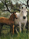 Animaux - Chevaux - CPM - Voir Scans Recto-Verso - Chevaux